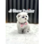 Scottish Fold Silver Point