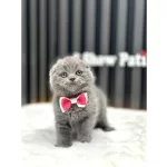 Scottish Fold Kül Rengi Cins Kedi