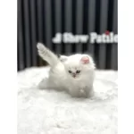 BRİTSH LONGHAİR SİLVER POİNT