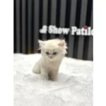 LONGHAİR BRITISH GOLDEN POİNT