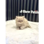 Exotic Longhair Fawn Baby