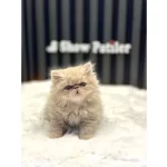 İran Perisan Fawn Baby