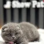 Scottish Fold Blue Kul Rengi Kehribar Goz