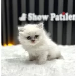 BRİTİSH LONGHAİR BLUE POİNT ÜST DÜZEY