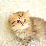 SHOW KALİTEDE GOLDEN NY25 BRİTİSH LONGHAİR