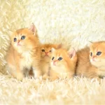 Golden Rengin  En Güzel Tonları Ny12