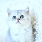 Show Kalite Ns25 British Shorthair Yavrumuz Disi