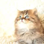 BLACK GOLDEN BRİTİSH LONGHAİR