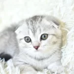 Best Klas Ns25 Scottish Fold Yavrumuz
