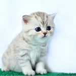 Ns25 British Shorthair