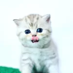 Süper Kalitede Silver British Shorthair Yavrumuz