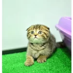 Top Kafa Ny24 Golden Scottish Fold