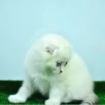 Bem Beyaz Ns 11 33 Scottish Fold