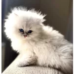 Bomba güzellik silver british long hair