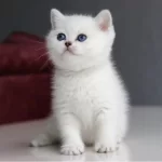 Mutluluk Verici Guzelligiyle Silver British Short Hair