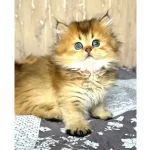 Altın Yumağımız Black Golden British Longhair