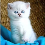 Bulut Beyazı Mavi Göz Ns1133 British Shorthair