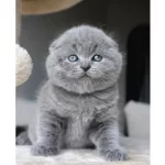 Duman Grisi Scottish Fold Shorthair