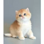 Asaleti Soyundan Gelen Golden British Yavrularımız