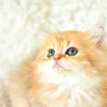 AÇIK RENK GOLDEN BRİTİSH LONGHAİR