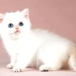 Kaliteli Silver British Shorthair