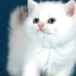 Bem Beyaz Silver British Shorthair Ns1133