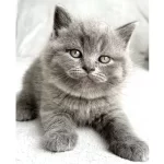 Pofidik Surat Gri British Shorthair