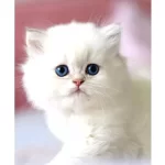 Benzeri Olmayan NS1133 British Longhair