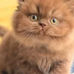 Türünün Tek Örneği Chocolate British Longhair