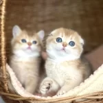 Üstün Kalite Top Kafa Golden Ny12 Scottish Fold Shorthair