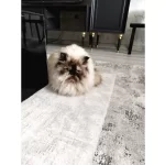 2 5 Yasında Disi Mavi Isimli Kızımız Yeni Yuvasını Arıyor