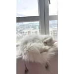 Guzeller Guzeli Leydimize Yuva Arıyoruz