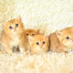 Ny12 Golden Kardesler Sizlerle