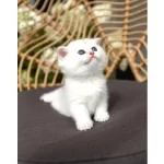 Ozenle Yetistirilmis Silver British Shorthair