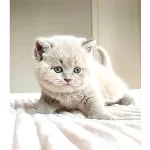 Mahsun Bebegim Lilac British Shorthair