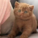 Ozel Rengiyle Chocolate British Shorthair