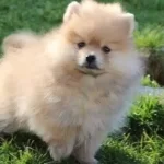 Safkan Pomeranian Boo Yavruları