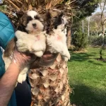 Super Kalite Shih Tzu Yavrular Magazamızda