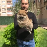 Irk Ve Sağlık Garantili Pomeranian Boo Yavrular Magazamızda
