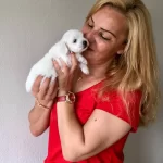 Pamuk Gibi Sirin Maltese Terrier Yavrularımız
