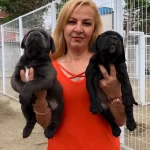 Muhteşem Anne Babadan Mukemmel Cane Corso Yavrularımız