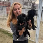 Irk Garantili Muhteşem Cane Corso Yavrularımız