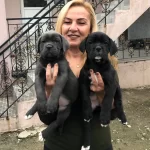 Dev Gibi Muhteşem Cane Corso Yavrularımız