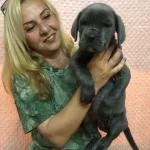 Dev Gibi Muhteşem Cane Corso Yavrularımız
