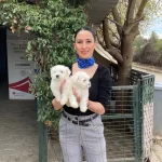 Maltese Yavrularım Sağlık Ve Irk Garantilidir