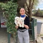 Maltese Terrier Yavrularım Sağlık Ve Irk Garantilidir