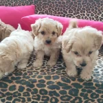 Maltipoo Yavrularım Sağlık Ve Irk Garantilidir