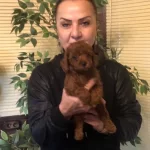 Irk Garantili Harika Toy Poodle Yavrularımız