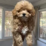 Maltipo Cinsi Yavrumuz