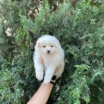Kar Beyaz Pomeranian Spitz Yavrularımız